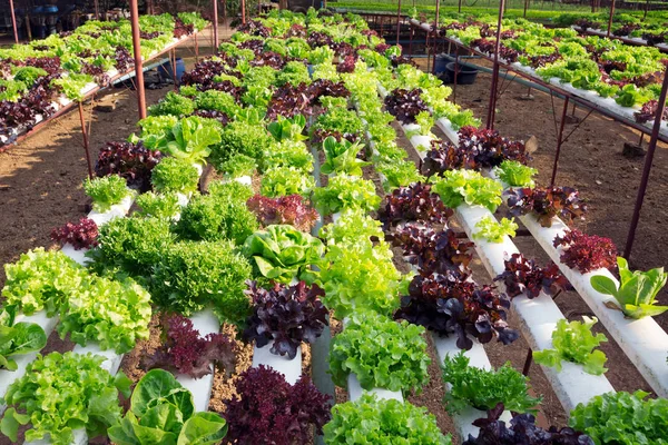 Fält Planteras Ekologiska Vegetabiliska Gård — Stockfoto