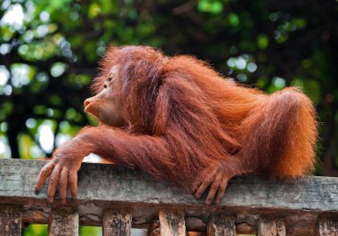 Bebek orangutan bir hayvanat bahçesi doğada oynuyor.