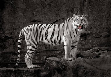 Beyaz kayaların üzerinde dinlenme Tiger.
