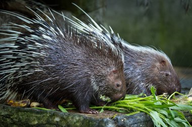 Malaya kirpi, hayvanat bahçesinde yemek yeme (Hystrix brachyura).
