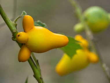 Solanum mammosum, meme ucu meyve, Titty meyve veya Fox yüz içinde bahçedeki.
