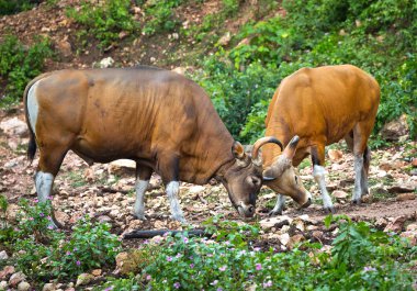 Bant (Bos javanicus) ya da Güneydoğu Asya boğa, yağmur ormanlarında Tayland kırmızı boğa.