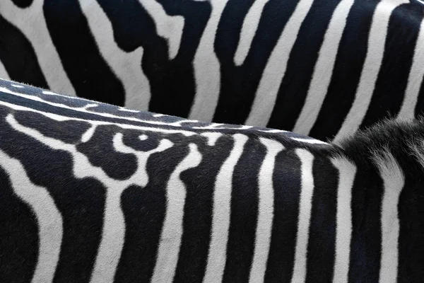 Patroon Huid Van Zebra Voor Achtergrond — Stockfoto