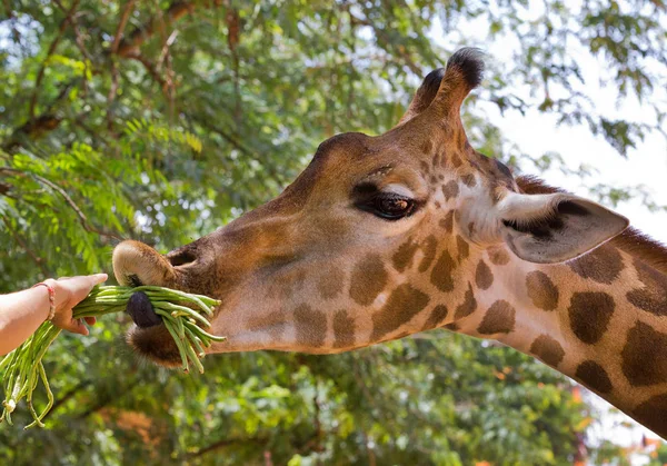 Nourrir Girafe Mangeant Zoo — Photo