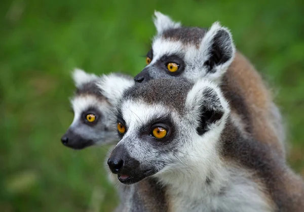 Семейство Кольцехвостых Лемуров Lemur Catta — стоковое фото
