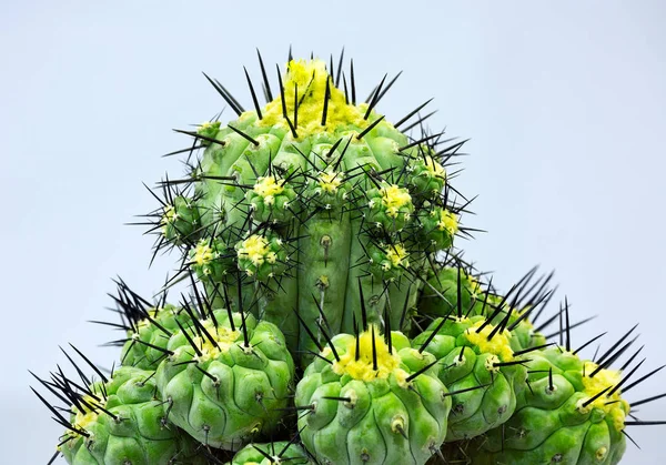 Modèle Coloré Plantes Désert Cactus — Photo