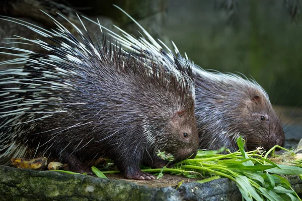 Malaya kirpi, hayvanat bahçesinde yemek yeme (Hystrix brachyura).
