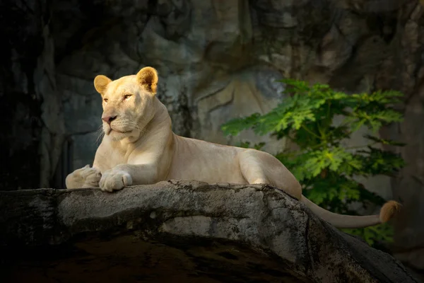 Weißes Löwenweibchen Ruht Auf Felsen — Stockfoto