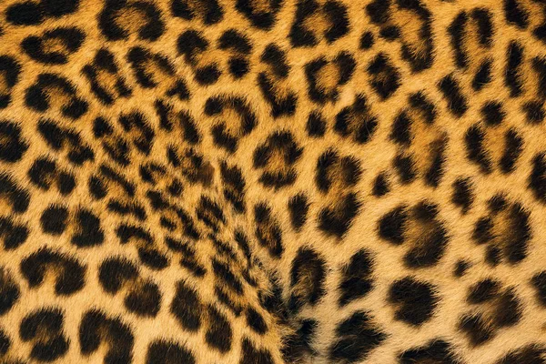 Kleurrijke Patronen Leopard Huid — Stockfoto