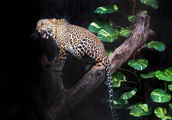 Leopardo Riposa Nell Atmosfera Della Natura Selvaggia — Foto Stock