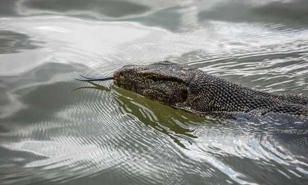 Moniteur Eau Varanus Salvator Natation Dans Eau Lac — Photo