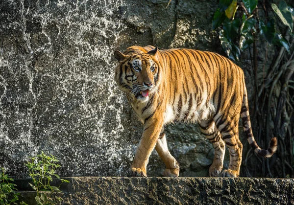 Tigre Asiático Relajarse Ambiente Naturaleza — Foto de Stock