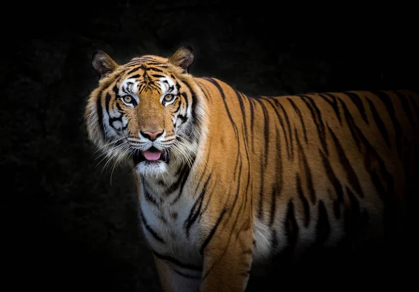 Asiatisk Tiger Svart Bakgrund — Stockfoto