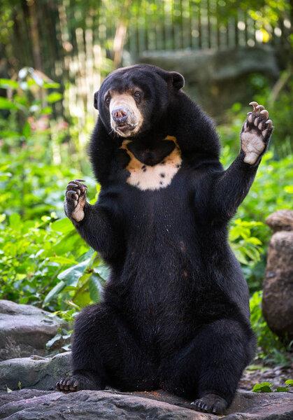  Malayan Sun Bear (Helarctos malayanus)  relax in the atmosphere of nature.