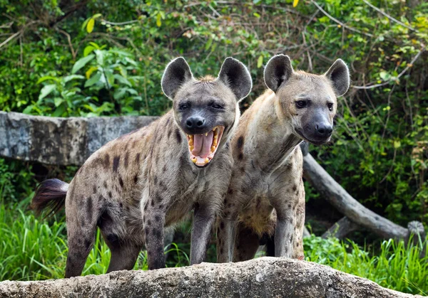 Rodina Všiml Hyena Přírodě — Stock fotografie