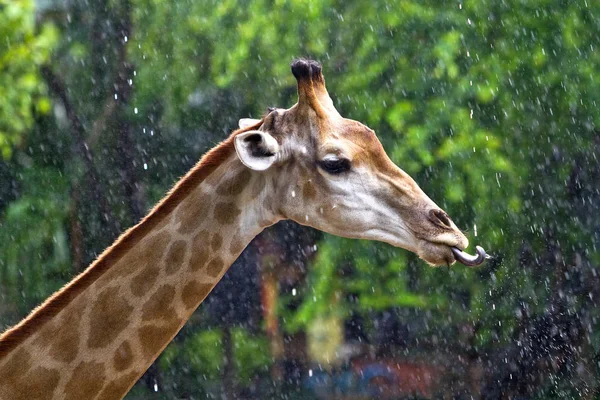 Cabeza Cuello Una Jirafa Comiendo Agua — Foto de Stock