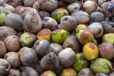 Yiyecek işlemek için hindistan cevizi meyvesi.