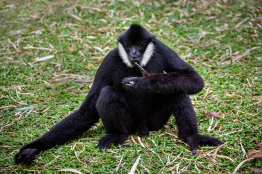 White-handed Gibbon is resting in nature. clipart