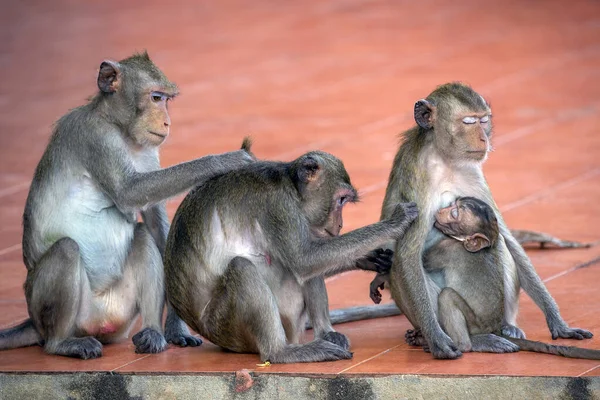 Love and care for each other of the monkey family