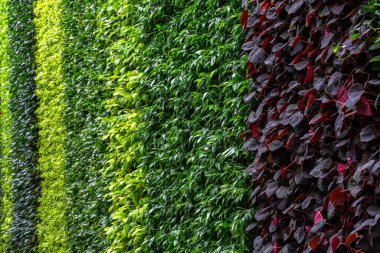 Bahçedeki bitkilerle süslenmiş duvar..