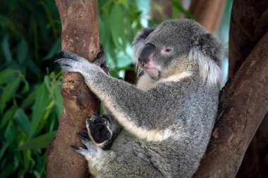 Koala ağaçta dinleniyor..