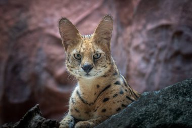 Serval kedi (Felis serval) kayalarda dinleniyor.