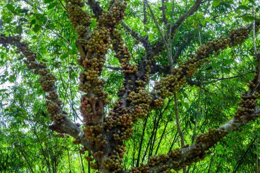 (Ficus racemosa L.) ormanda bir incir ağacında.