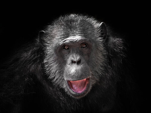 лицо шимпанзе на черном фоне.