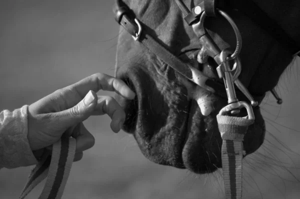 Rubbing the nose of a horse