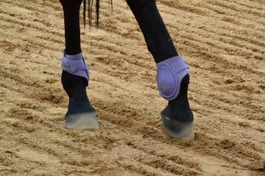 Fırçalama botları ile At