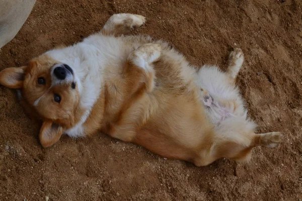 Hund Sova Med Benen Luften — Stockfoto