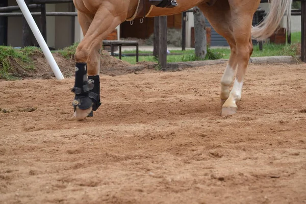 Bürstenstiefel Auf Dem Pferd — Stockfoto