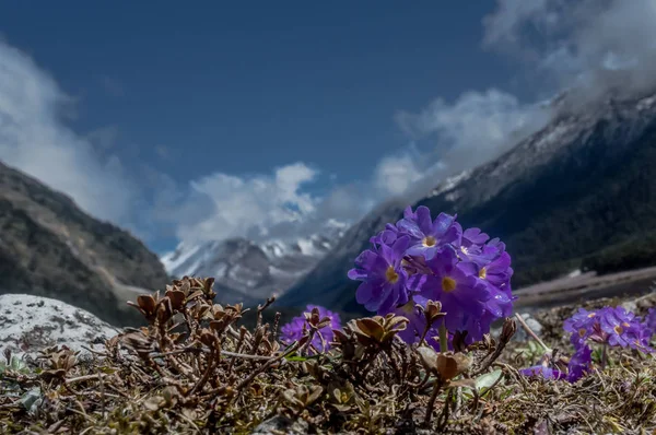 Paarse Bloemen Primula Farinose Himalaya Primrose Bij Yumthang Vallei Sikkim — Stockfoto