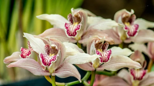 Beyaz ve pembe Cymbidium orkide melez ile seçici odak, Doğu Himalayalar bir serada, tekne orkide çiçek