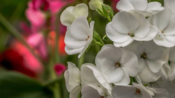 Belle Primevère Vivace Blanche Primula Primula Fleurs Polyanthe Dans Jardin — Photo