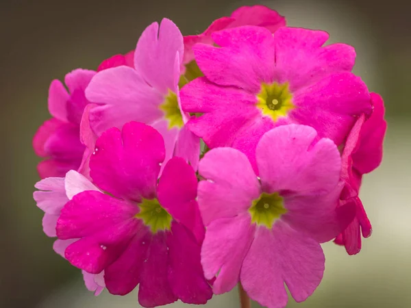 Belle Primevère Vivace Rose Primula Primula Fleurs Polyanthe Dans Jardin — Photo