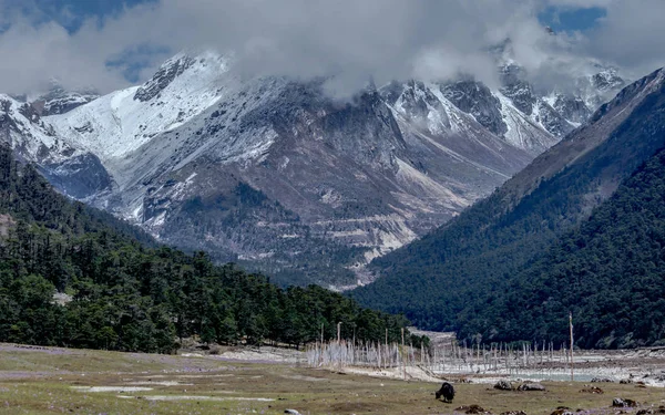Yumthang Vallei Een Populaire Toeristische Attractie Camp Natuurgebied Oostelijke Himalaya — Stockfoto