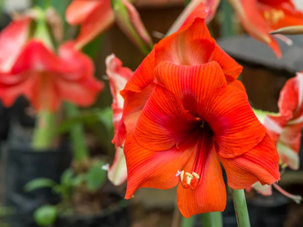 Flowering Day Lily Flowers Hemerocallis Flower Perfect Image Close Daylily — Stock Photo, Image