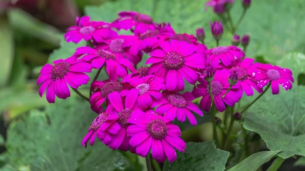 Concentration Sélective Des Fleurs Marguerite Couleur Magenta Hybride Péricallis Pour — Photo