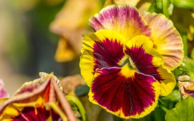 Üç renkli yumuşak veya Viola üç renkli çiçekli bitki doğal arka plan ile