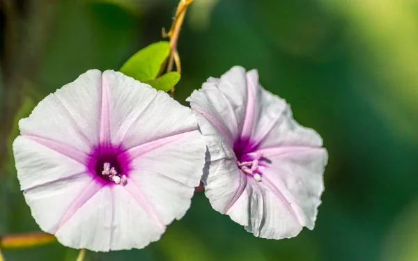 Fleur Violette Isolée Patate Douce Sur Fond Sombre Isolé — Photo