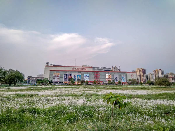 Kolkata Västbengalen Indien Mars 2019 Vita Vilda Blommor Som Täcker — Stockfoto