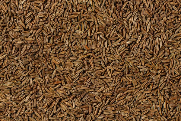 Closeup Detail Caraway Seeds Meridian Fennel Carum Carvi Shot — Stock Photo, Image