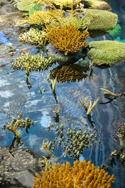 Los Corales Acuario Mar Con Agua Baja Algunos Superficie Aire — Foto de Stock