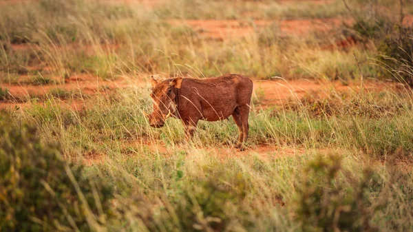 Facocero Del Deserto Phacochoerus Aethiopicus Passeggiando Nella Savana Illuminata Dal — Foto Stock