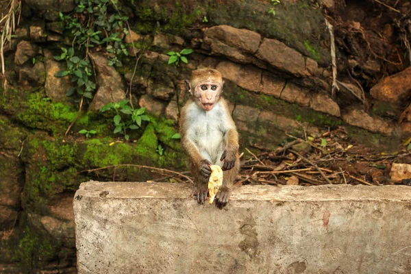 Toque Macaco Macaca Sinica Bebê Comendo Uma Banana Turista Cataratas — Fotografia de Stock