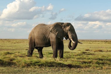 Afrika bush fili (Loxodonta africana), banyo, Afrika savana çimenlerde beslenirler üzerinden ıslak cesedini alt kısmı. Amboseli Ulusal Parkı, Kenya.
