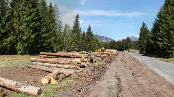 Harvested Logs Wood Next Forest Road Mountains Background Sunny Day — Stock Photo, Image