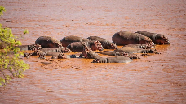 Grupo Hipopótamos Hippopotamus Amphibius Bañándose Rojo Río Galana Uno Ellos — Foto de Stock