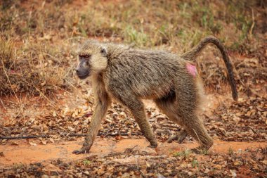 Sarı maymun (Papio cynocephalus) ova üzerinde yürüme. Amboseli Ulusal Parkı, Kenya